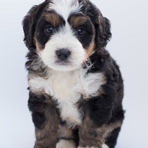 Hunde